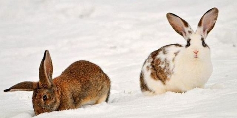 Zašto zečevi piju sopstveni urin